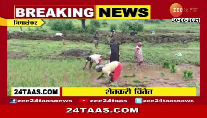 Maharashtra Farmers In Problem For Rice Farming For No Rain In The Region At Bhimashankar Pune