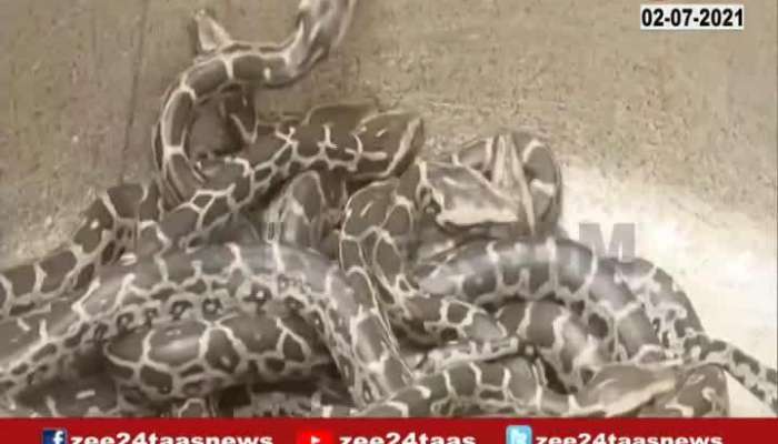 Bhubneshwar Baby Pythons Release In The Natural Habital By Villagers And Forest Department