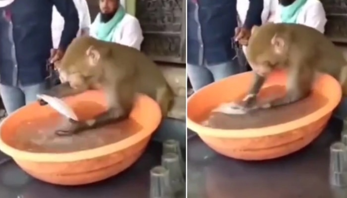 हे माकड चहाच्या कप बश्या धुतंय? पण याच्या पगाराचं काय? पाहा व्हिडीओ