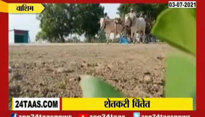 Maharashtra Washim Farmers In Problem Of Again Sowing For Less Rainfall In The Region
