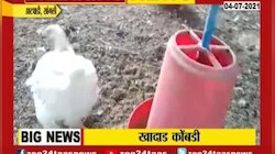  VIDEO | आटपाटीत एका कोंबडीची चर्चा