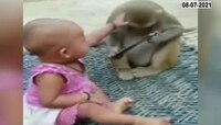 तुम्ही टेन्शनमध्ये आहात का? हा व्हिडीओ एकदा तरी पाहा.. तुम्हाला फ्रेश वाटेल....