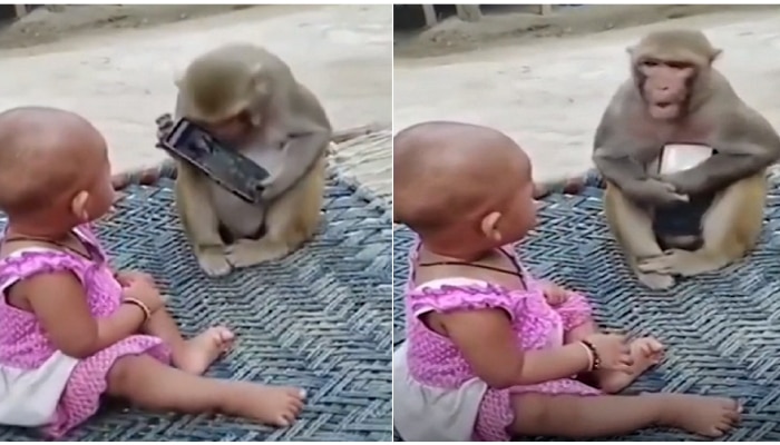 लहानमुलांप्रमाणे माकडालाही मोबाईलचा मोह आवरेना...तुम्हीच सांगा मोबाईल कोणाकडे हवा?