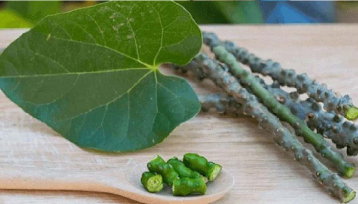  Giloy Side Effects: गिलोयमुळे लिव्हरचं नुकसान होतंय? आयुष मंत्रालय म्हणालं...
