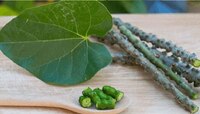 Giloy Side Effects: गिलोयमुळे लिव्हरचं नुकसान होतंय? आयुष मंत्रालय म्हणालं...