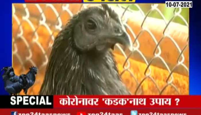 Kadaknath Chicken Remedy On Corona