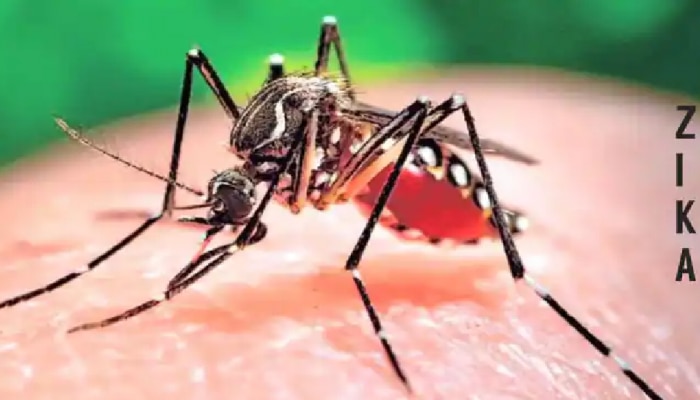  Zika Virus: केरळमध्ये सापडलं झिकाचं पहिलं प्रकरण, वाचा लक्षणं