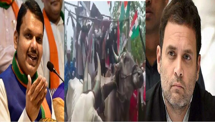 राहुल गांधी यांना राष्ट्रीय नेता म्हटलेलं बैलांनाही आवडलेलं दिसत नाही, असं का म्हणाले देवेंद्र फडणवीस?