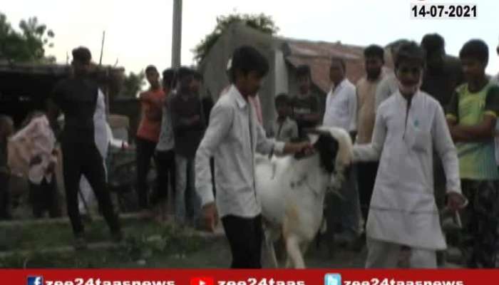 VIDEO | Buldhana Goat Price 51 Lakh