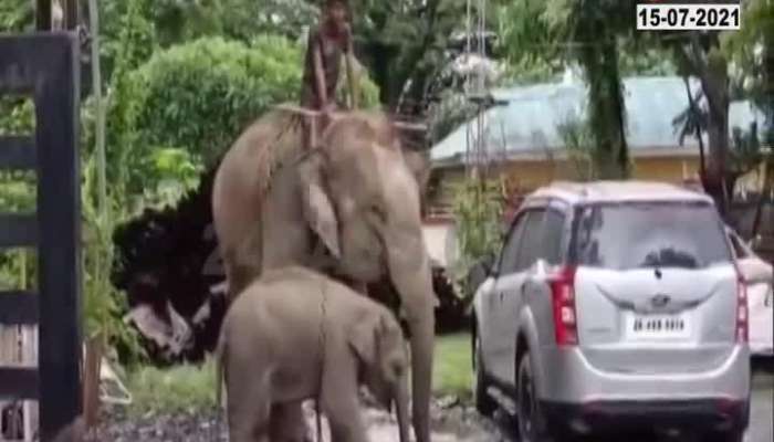 Assam,Golaghat Female Elephant Along With Her Child Was Taken Into Custody Over Murder Charges