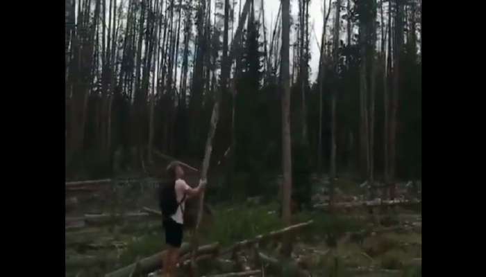 VIRAL VIDEO | तो झाडाला पूर्ण ताकदीने हलवत होता; अखेर ते पडलं आणि...