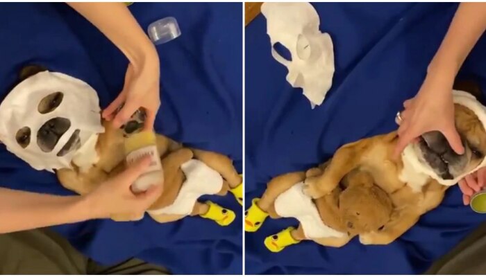 Viral Video: मास्क लावून कुत्र्याचा Spa, एकदा पाहाच याचा Relaxing अंदाज
