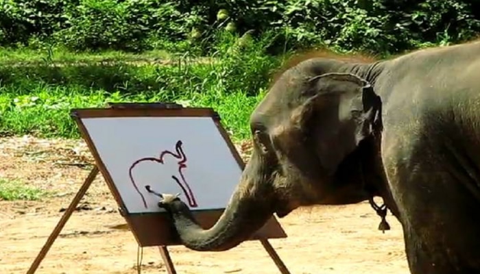 Viral video : या हत्तीने रेखाटलं स्वतःचं चित्र, पाहा व्हिडीओ