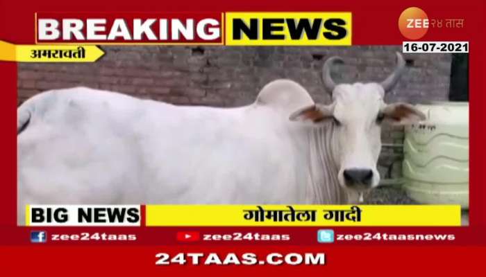 AMRAVATI A VILLAGE THAT GIVES COMFORT TO COW