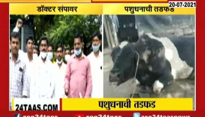 Beed Animal Husbandry Doctors On Strike As Result Farmers Suffers