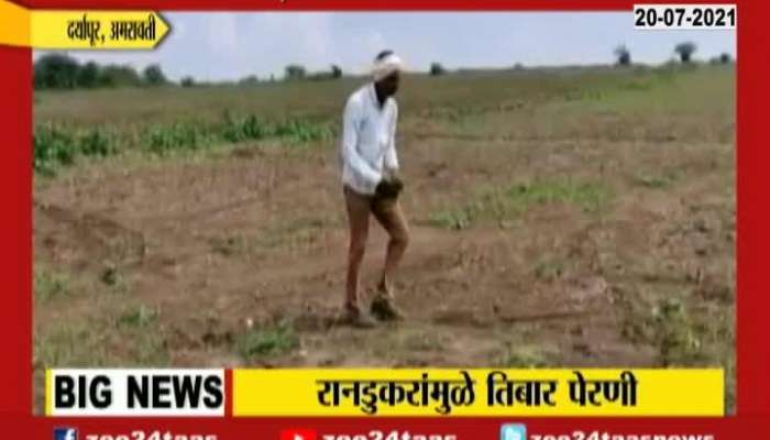Amravati,Daryapur Crisis Of Third Time Sowing On Farmers Due To Pig