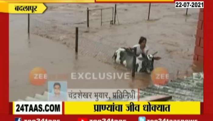 Badlapur Panavtha Many Animals Being Rescued From Flood Water From Heavy Rainfall