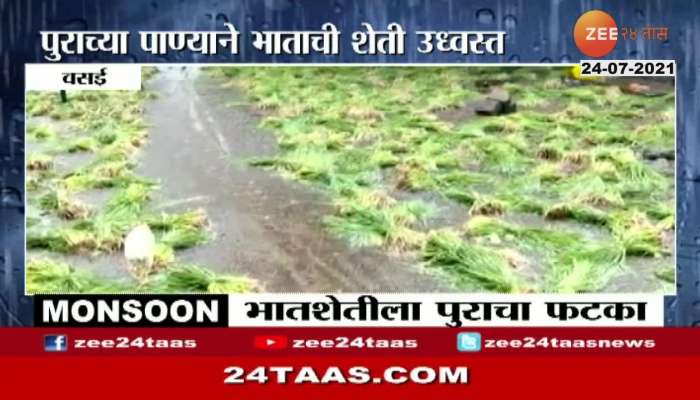 VASAI RICE FARMS ARE UNDER FLOOD WATER