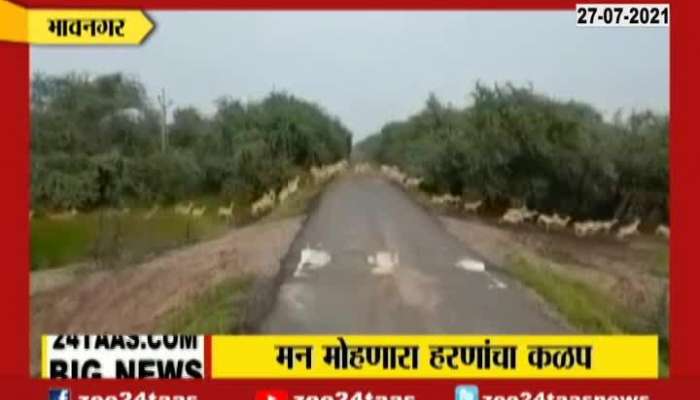 hundreds of deer crossing road in gujrat, the video went viral