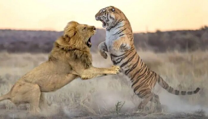 वाघ नाही तर सिंहालाच का म्हणतात जंगलाचा राजा? यामागचं कारण माहित आहे का?