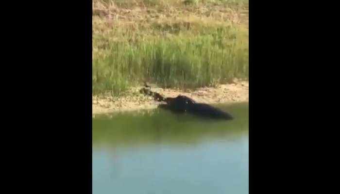 मगरीने भल्या मोठ्या अजगरावर केला हल्ला, अन्...  व्हिडिओ होतोय व्हायरल