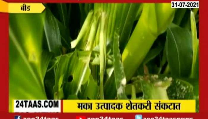 Beed Farmers In Problem From Pest Attack Corn Crops