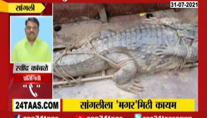 Sangli 12 Feet Crocodile Found