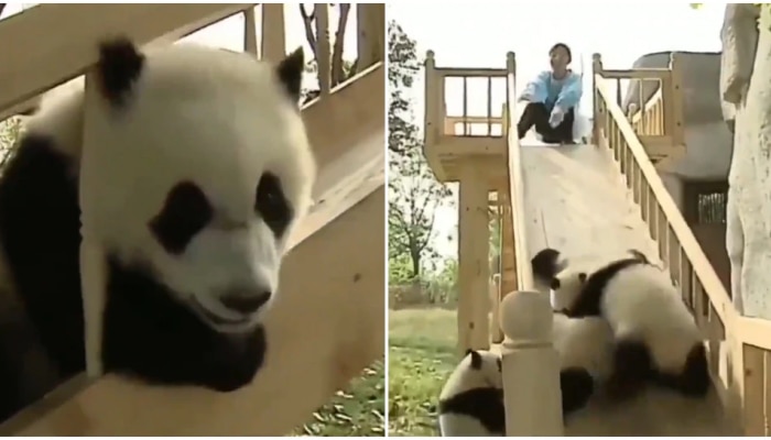 Panda Video: पांडा खेळतानाचा व्हिडीओ पाहून विसराल सर्व दु:ख, आवरणार नाही हसू 