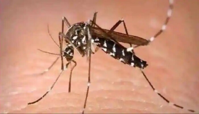 Zika virus Maharashtra | कोरोनानंतर झिका विषाणूचा धोका, पुण्यात सापडला पहिला रुग्ण