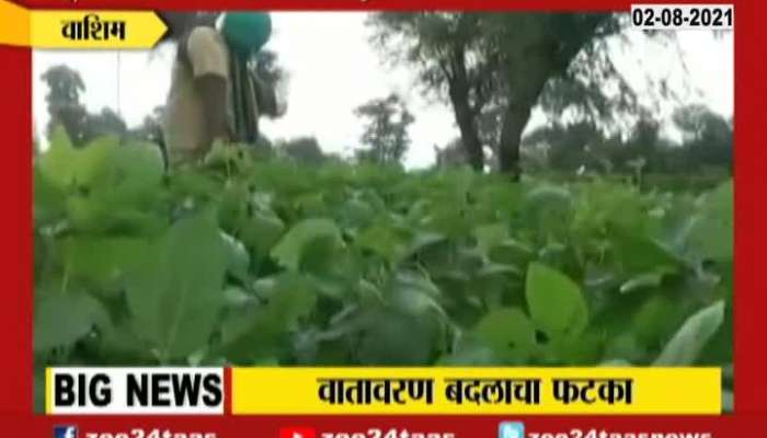 Washim Farmer In Problem From Attack Of Insects Destroying Crops