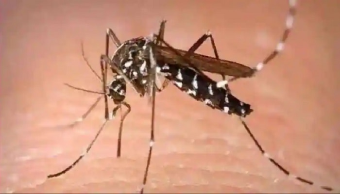 Zika Virus Maharashtra | राज्याला झिकाचा धोका, केंद्रीय पथक पुण्यात दाखल