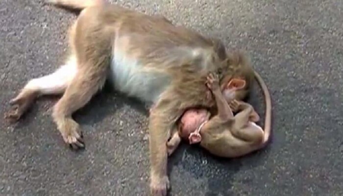 माणसांसारख्याच प्राण्यांनाही आईसाठी संवेदना असतात, हे या माकडाच्या पिल्लानं दाखवून दिलंय