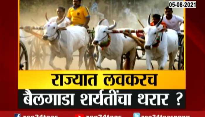 BULLOCK CART RACE BAN WILL BE LIFTED SOON