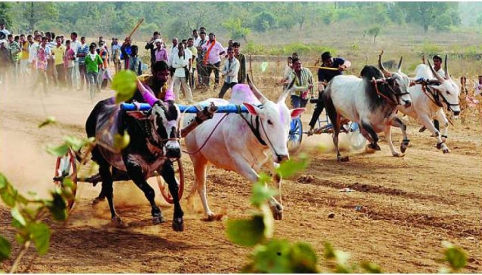 Bullock Cart Race | महाराष्ट्राच्या ग्रामीण संस्कृतीचा ठेवा असलेल्या बैलगाडा शर्यतींचा थरार पुन्हा रंगणार?