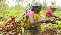 Turmeric Farming Business Idea | कमी खर्चात चार पट नफा देईल हे पीक