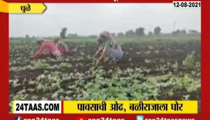 Dhule Nandurbar Farmers In Problem For Damage Of Crops As No Rain In The Region