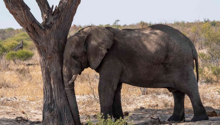 World Elephant Day 2021: हत्ती झोपतात कसे, जाणून व्हाल थक्क 