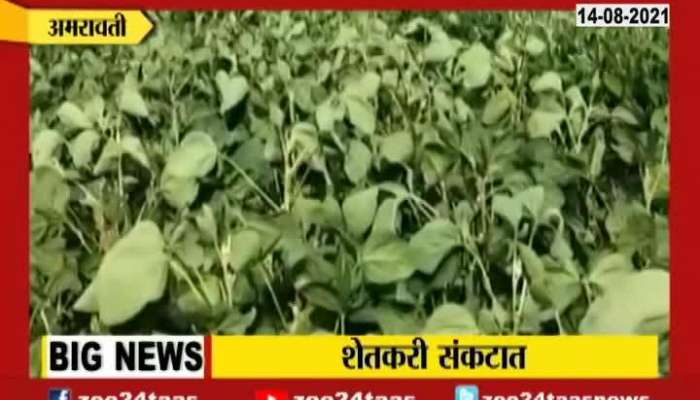 Amravati Soyabean Farmers are In Troble