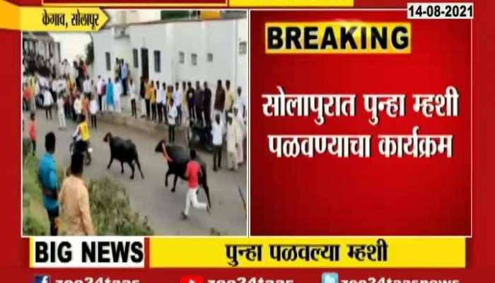 Solapur Buffalo Race Happened At Kegaon