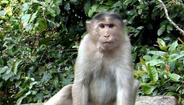 माकड अंगावर बसल्याच्या भीतीनं चिमुकल्याच्या मनात केलं घरं, रिपोर्ट आले नॉर्मल पण तरीही झाला मृत्यू