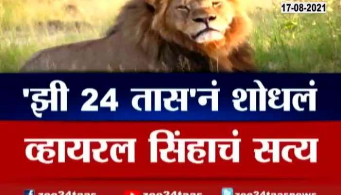 Zee 24 Taas Report On North Maharashtra Lion Viral Video.