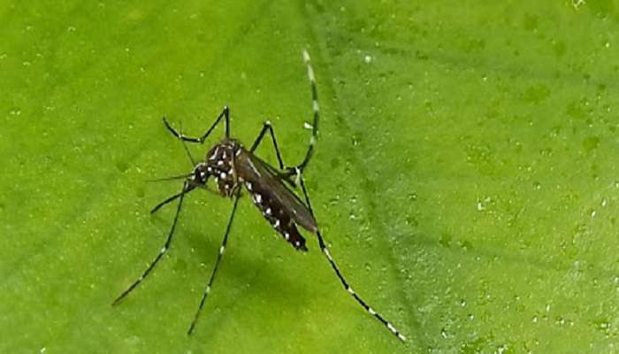 मुंबईत डेंग्यू मलेरियासह पावसाळी आजारांचं संकट