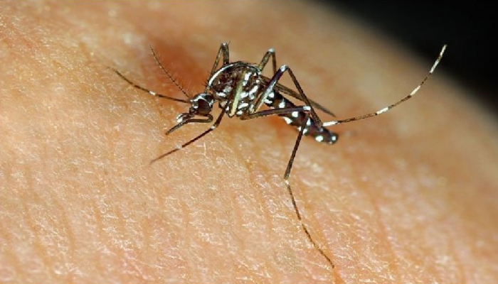 आता डासांच्या गुणसूत्रांचा होणार अभ्यास; मलेरियाला रोखण्यासाठी ICMRचं सर्व्हेक्षण