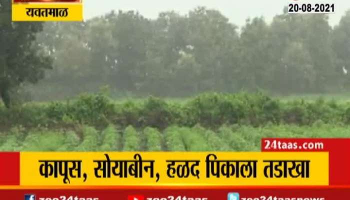 Yavatmal Crop Los Due To Heavy Rain