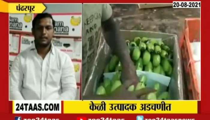 Pandharpur Banana Export To Afghanistan Is Stopped Now