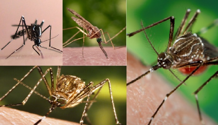 World Mosquito Day : जाणून घ्या डासांच्या प्रजाती आणि त्यामुळे पसरणारे गंभीर आजार