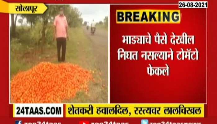 Solapur | Farmers Throw Tomatoes On Road For No Market Demand 