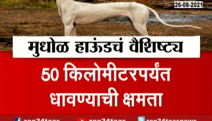 Dhule Report On Mudhol Hound Dog Breed 