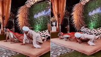 सप्तपदी वगैरे ठीक; या नवरा- नवरीनं लग्नाच्या स्टेजवरच मारले Push Ups; पाहा Video 
