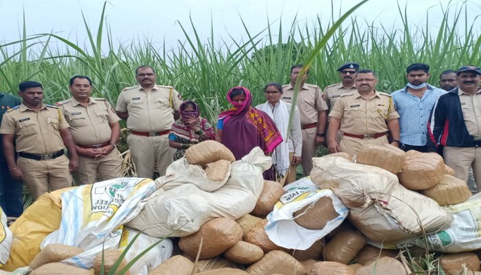 उसाच्या शेतातून तब्बल 5 टन गांजा जप्त